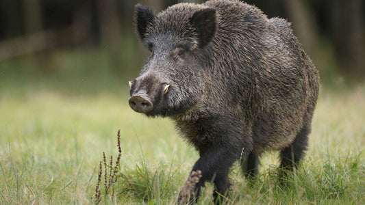 Guided Hog Hunting Trips In LaBelle Florida